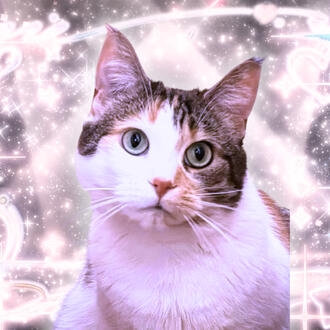 Aria's kitty companion, Tia! Aria's kitty companion, Tia!